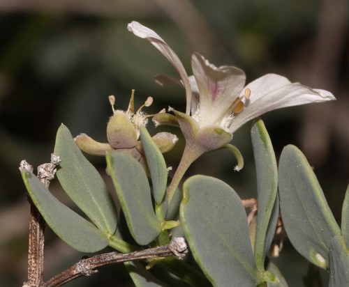 Image of Scaly Twinleaf (Roepera leptopetala) by (c) Brian du Preez, some rights reserved (CC BY-SA)