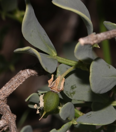 Image of Scaly Twinleaf (Roepera leptopetala) by (c) Brian du Preez, some rights reserved (CC BY-SA)