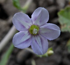 Convolvulus simulans