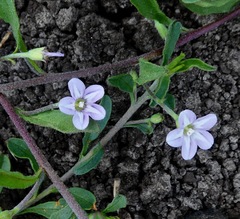Convolvulus simulans