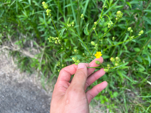 Japanese oxtongue