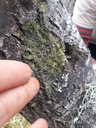 Sematophyllum subhumile observed 2026-05-24