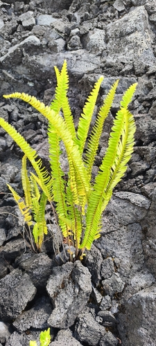 Fishbone Fern