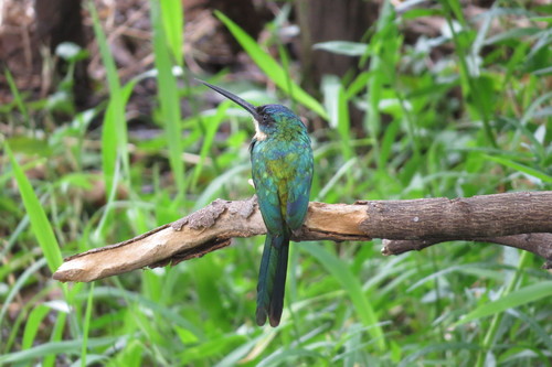 Rufous-tailed Jacamar