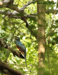Apaloderma narina