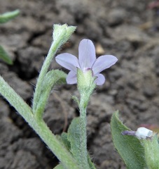 Convolvulus simulans