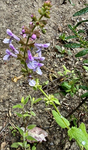 Stachys bullata, photograph 2
