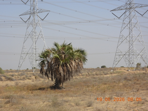 doum palm