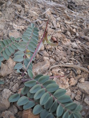 Astragalus malacoides