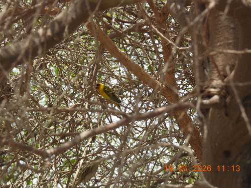 Rüppell's Weaver