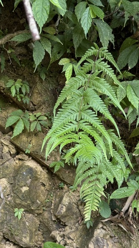 Thelypteris subaurita iNat (3)