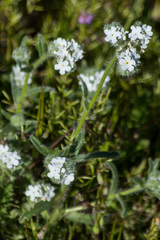 Cryptantha barbigera