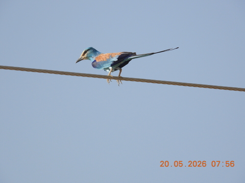 Abyssinian Roller