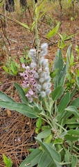 Lupinus villosus