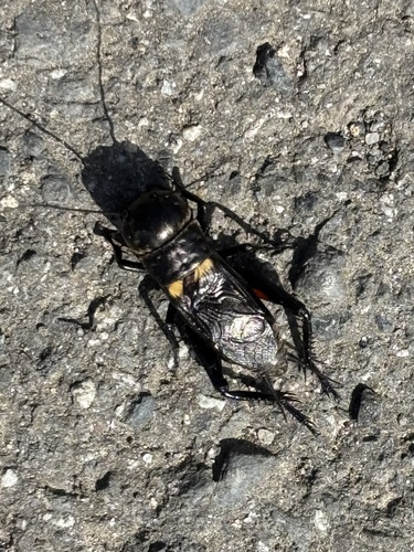European Field Cricket