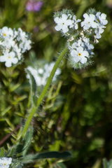 Cryptantha barbigera