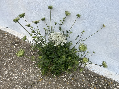 wild carrot