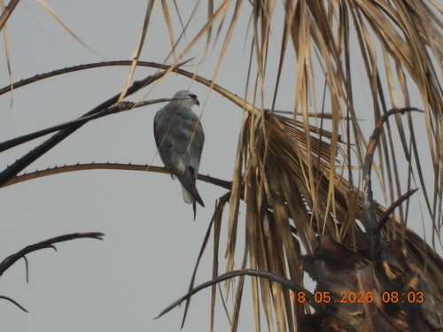 Black-winged Kite