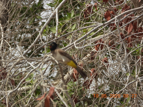 White-spectacled Bulbul