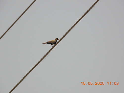 Black-crowned Sparrow-Lark