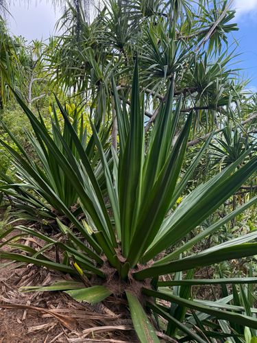 Furcraea foetida, 2026-05-22