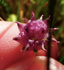 Trifolium depauperatum