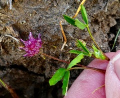 Trifolium depauperatum