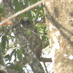 Strix leptogrammica