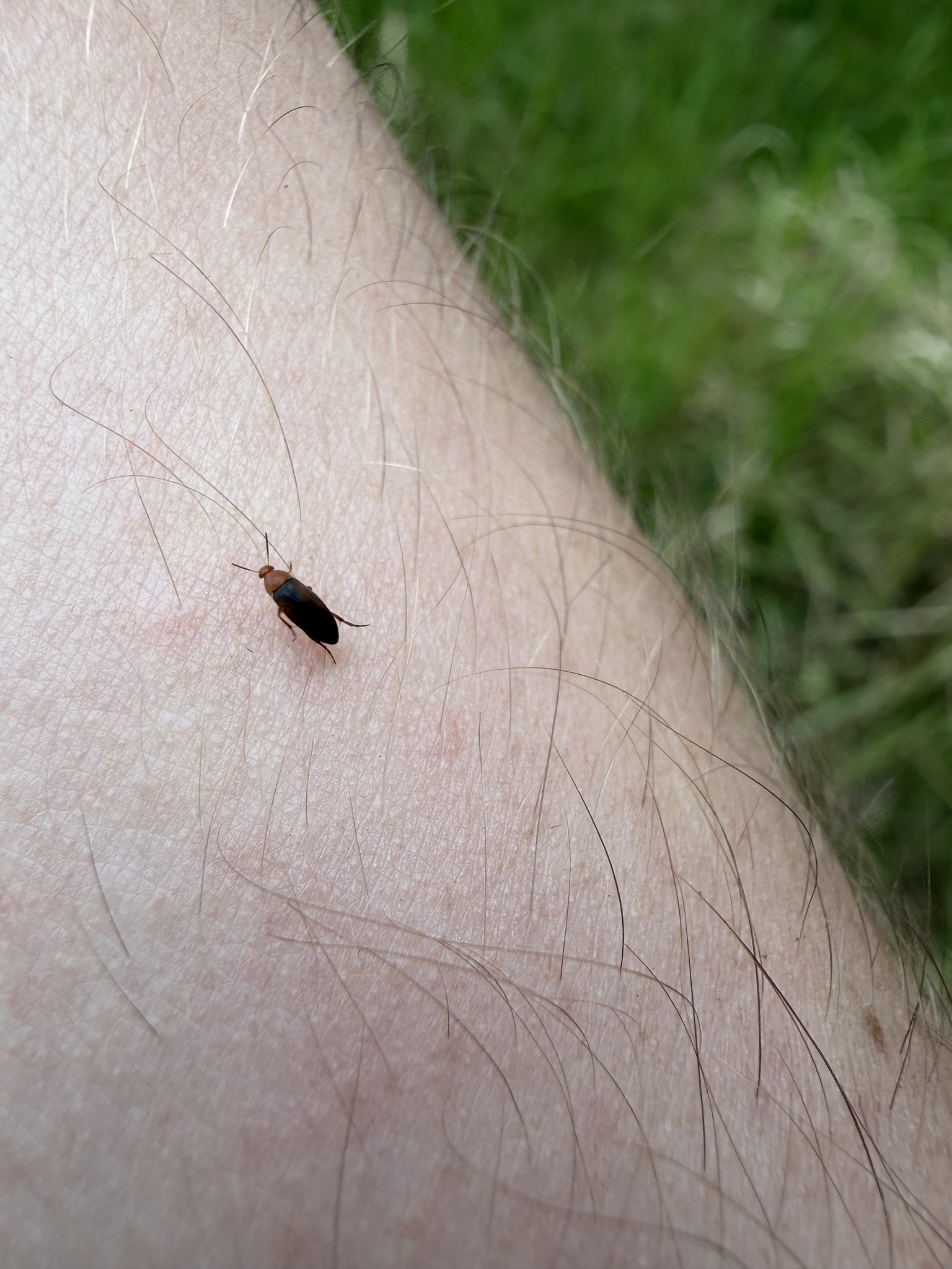 Anaspis thoracica