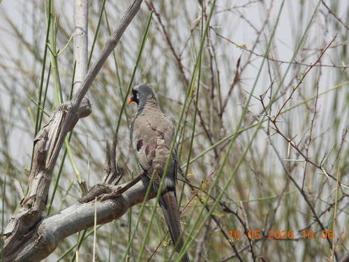 Namaqua Dove
