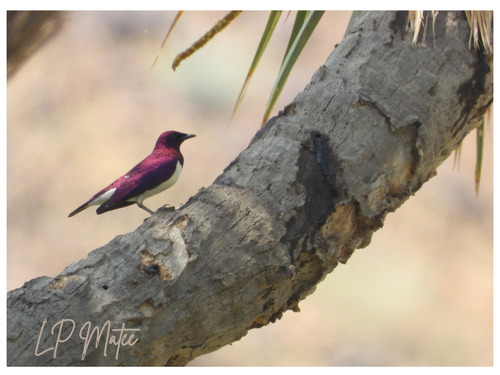 Violet-backed Starling