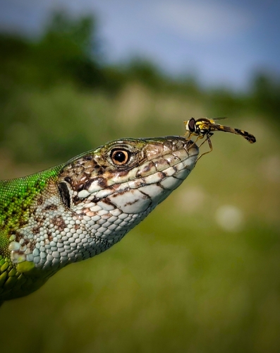 Green Lizard