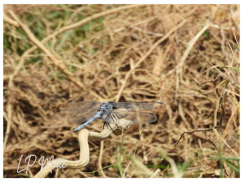 Epaulet Skimmer
