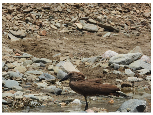 Hamerkop