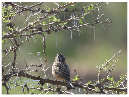 Cinnamon-breasted Bunting