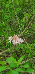 Rhododendron canescens image