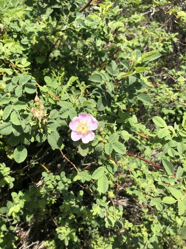 iNaturalist observation photo of California Wild Rose