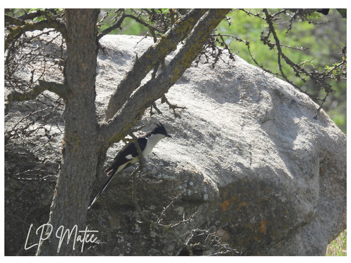 Pied Cuckoo