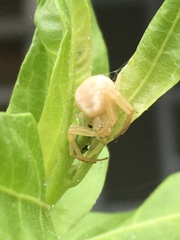 Thomisidae