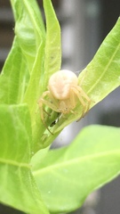 Thomisidae