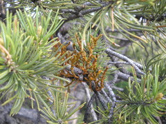 Arceuthobium divaricatum