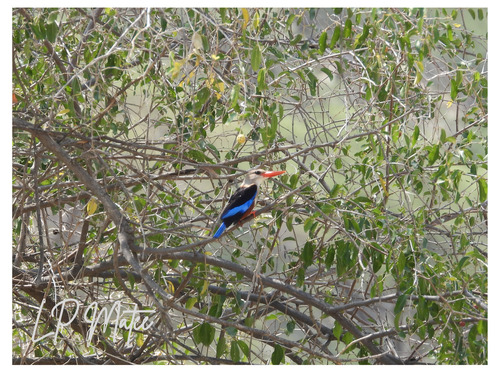 Gray-headed Kingfisher