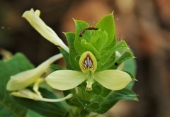 Tetramerium