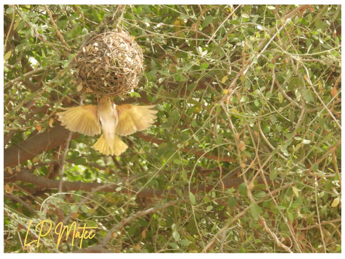 Rüppell's Weaver
