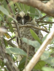 Strix leptogrammica
