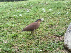 Gorsachius melanolophus