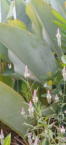 Indian Palm Bob