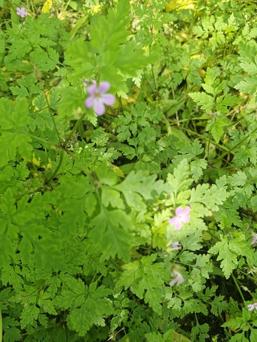 Herb Robert