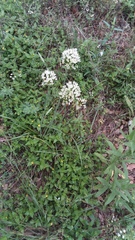 Allium fraseri