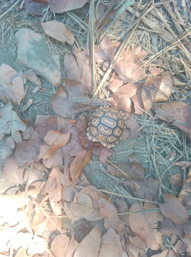 Leopard Tortoise